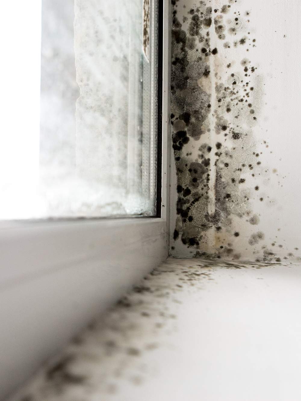 What Kills Mold? Homebiotic Probiotics For Your Home