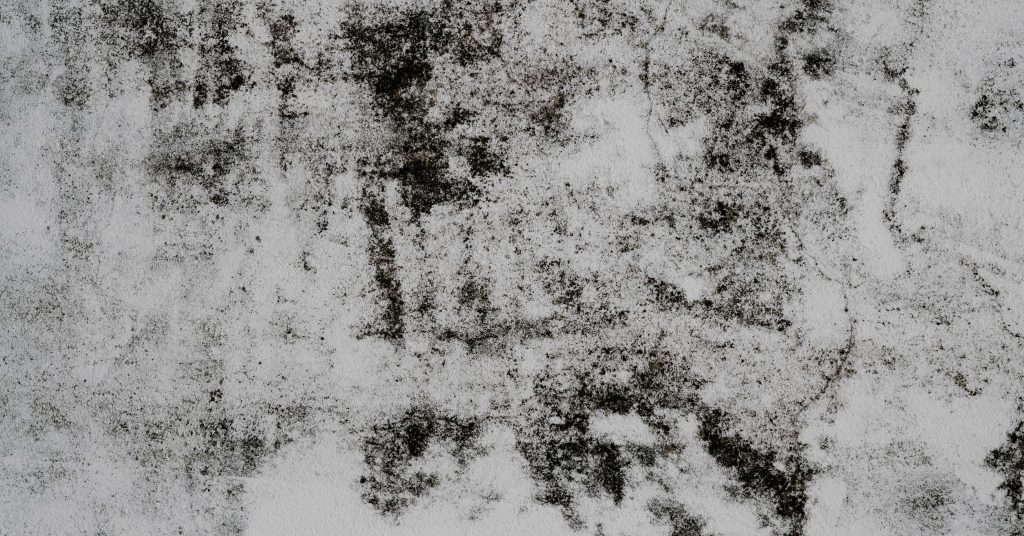 Mold Exposure and Lyme Disease: The Hidden Link - Homebiotic