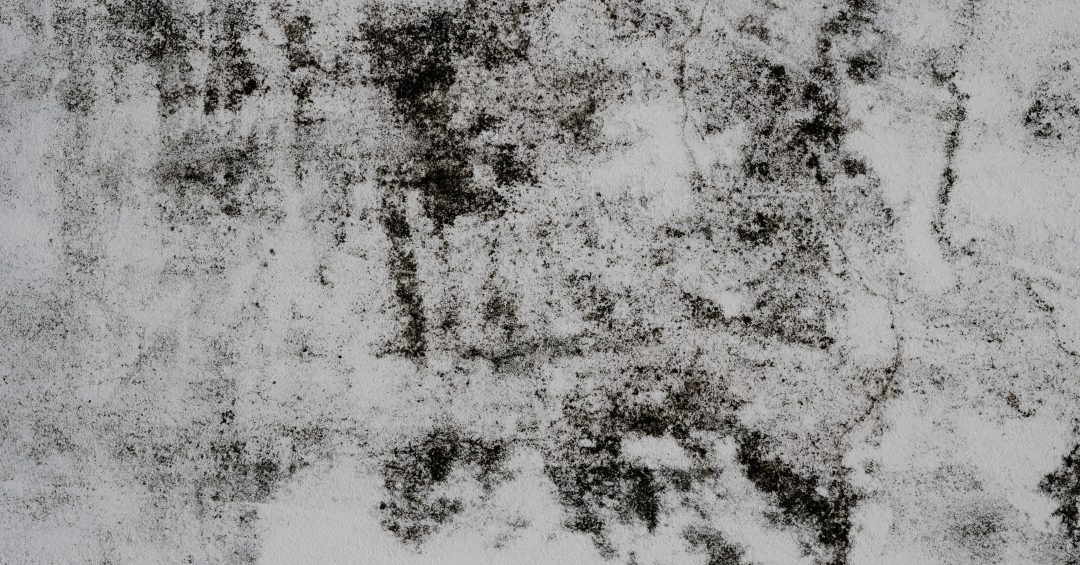 Mold Exposure and Lyme Disease: The Hidden Link - Homebiotic