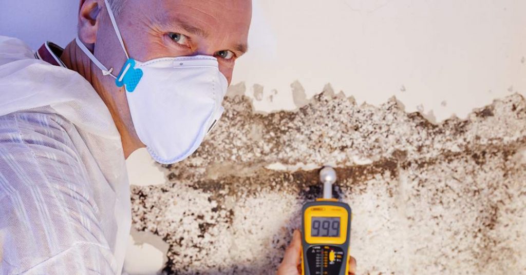 What Kills Mold? Homebiotic Probiotics For Your Home