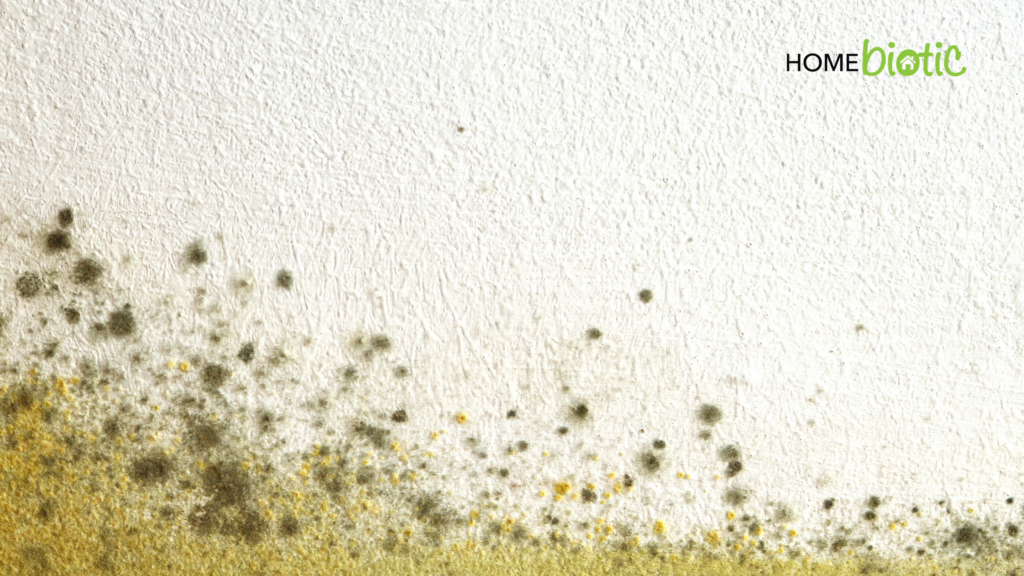 4 Tips To Prevent Mold At Home | Mold Growing on wall