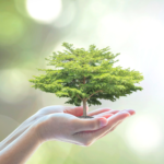 How Mold Impacts the Environment | Hands holding a bonsai tree