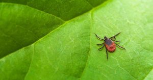 Mold Exposure Can Make You More Susceptible to Lyme Disease