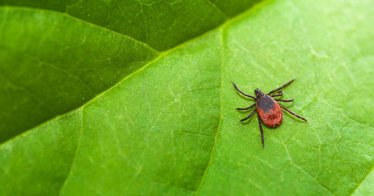 Mold Exposure and Lyme Disease: The Hidden Link - Homebiotic ...