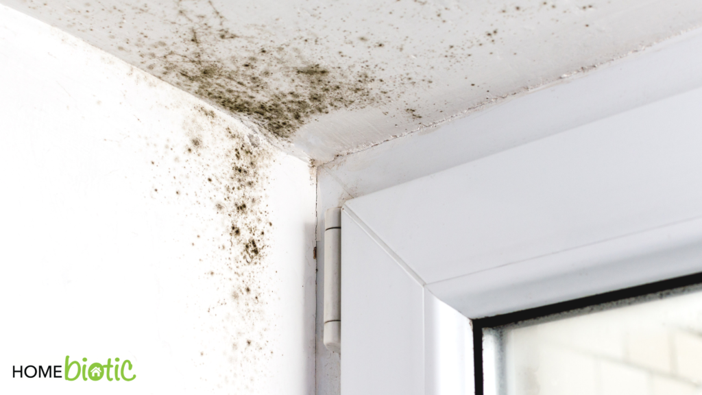 7 Ways To Keep Your Home Mold Free | Mold growing on a ceiling above a window