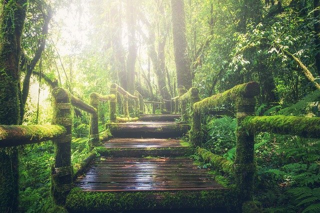 moss covered bridge in lush forest - homebiotic