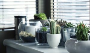 succulents in pots - homebiotic