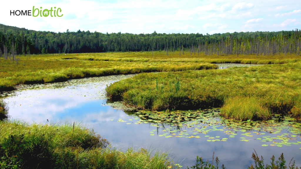 Wetlands: The Secret To Climate Change | Blog