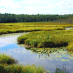 Wetlands: The Secret To Climate Change | Blog