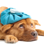 5 Misconceptions About Mold Illness | sick dog with ice pack on head