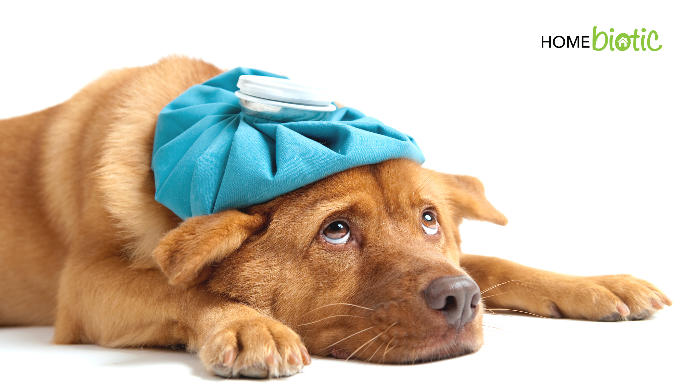 5 Misconceptions About Mold Illness | sick dog with ice pack on head