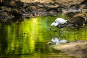 heron fishing in swamp - Homebiotic