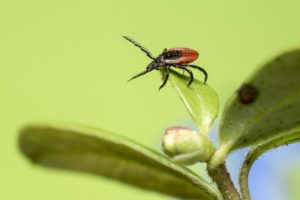 tick on flower bud - Homebiotic - lyme disease resources