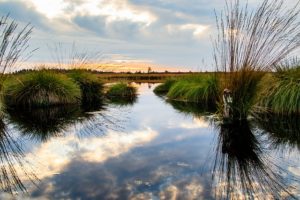 wetlands - homebiotic