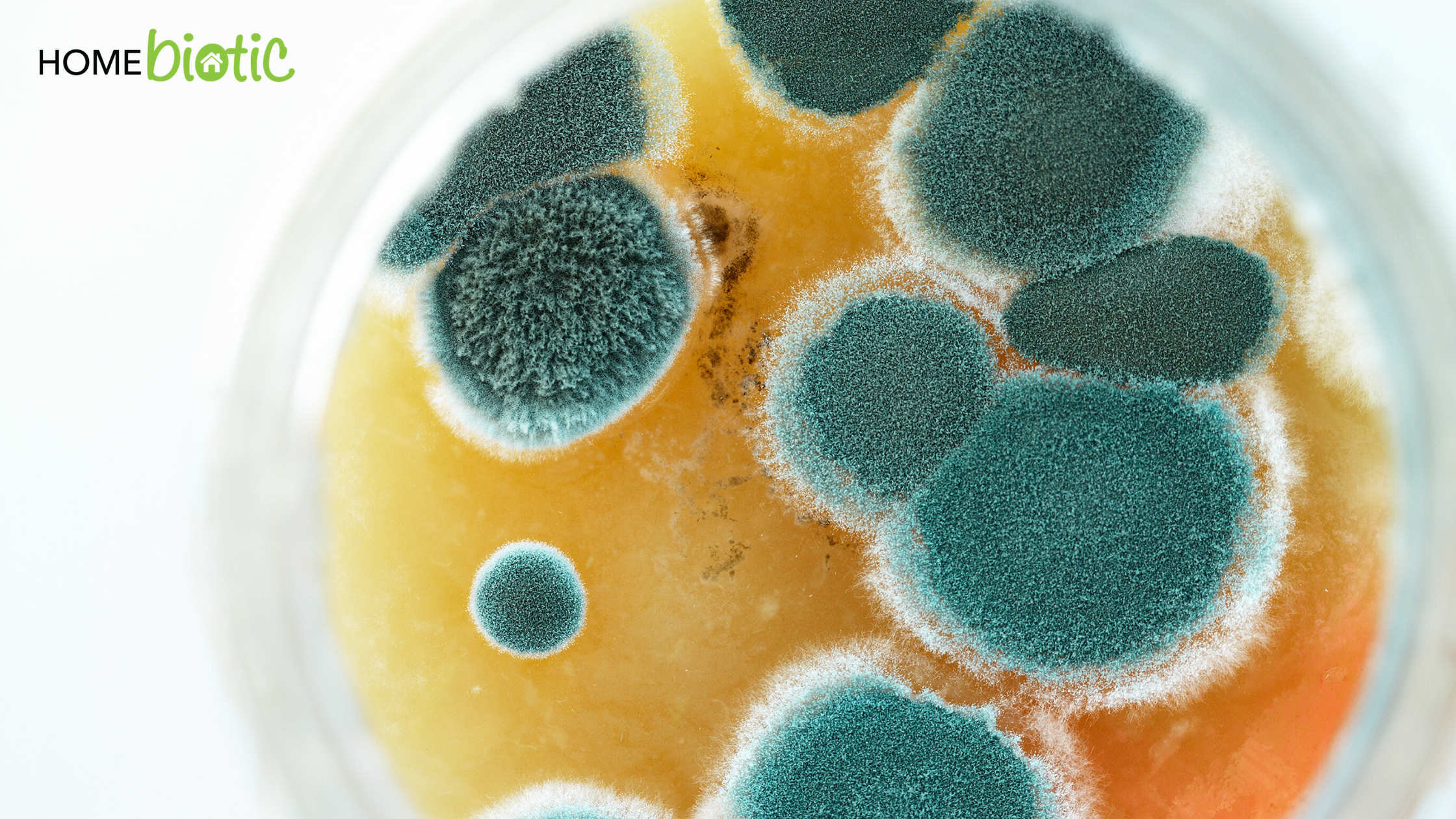 Types of Mold: Cladosporium | Close up view of mold growing in a tray