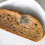 We Want to Know Can You Eat Moldy Foods? | Moldy Bread on a Plate