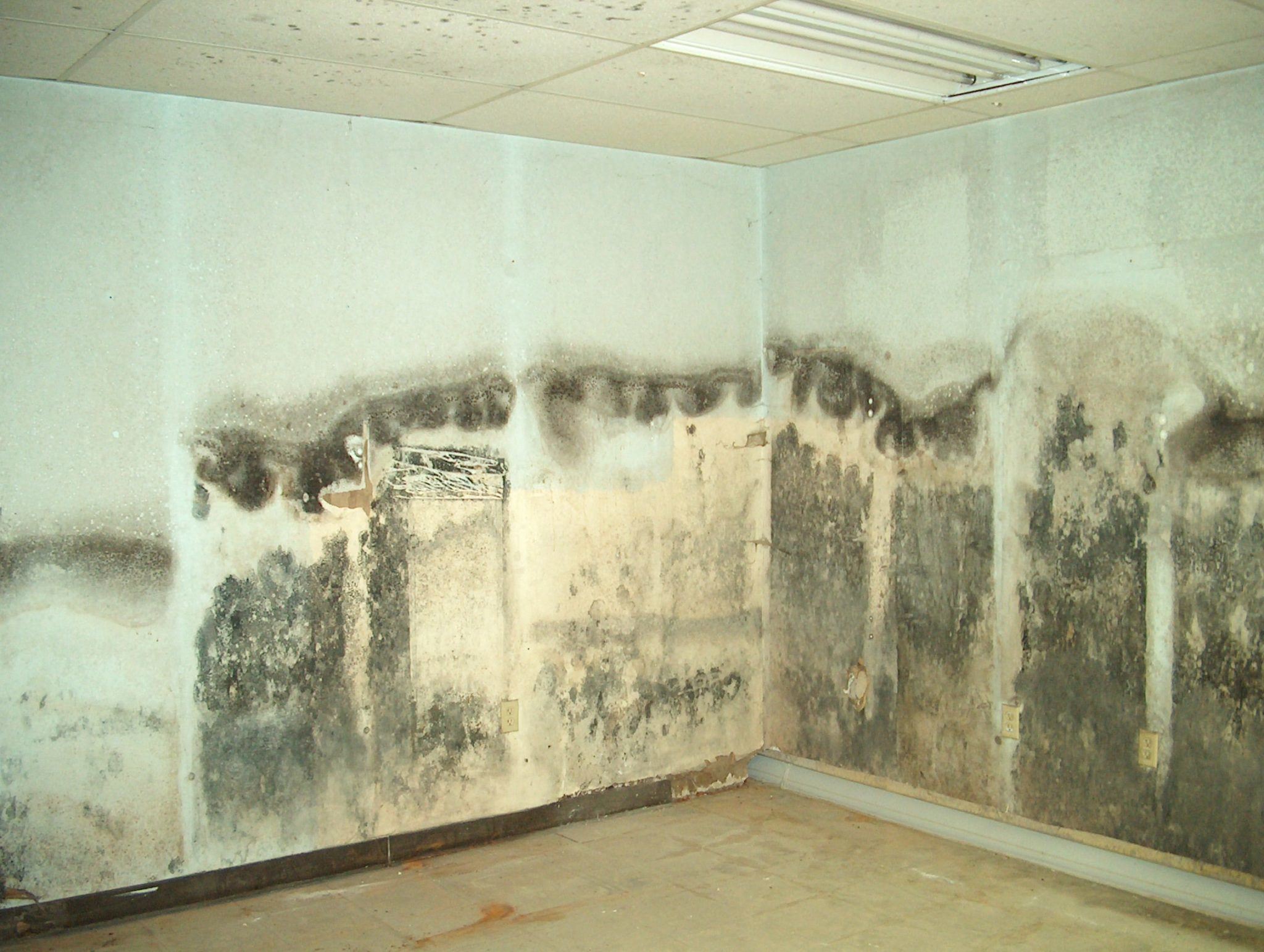 Will A Dehumidifier Help With Mold? Homebiotic Probiotics For Your Home