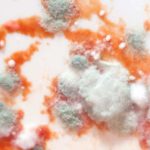How Fast Does Mold Grow After a Water Leak? | Blog