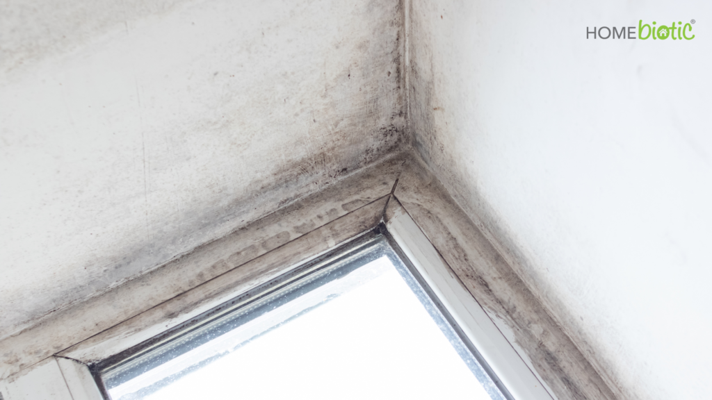 What Kills Mold | Moldy windows