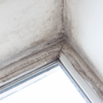What Kills Mold | Moldy windows