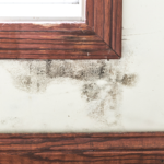 Why is Black Mold Bad? | Moldy windows