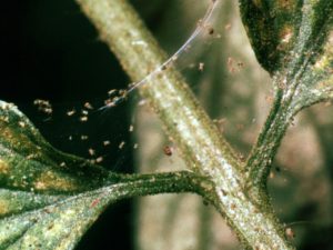 spider mites - homebiotic