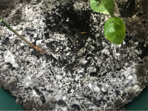 mold on soil - homebiotic