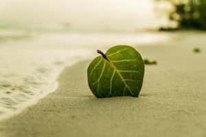 leaf on sandy beach - Homebiotic