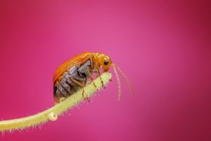 macro bug on stick - homebiotic